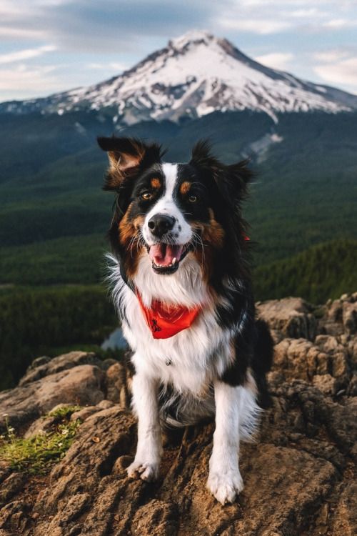 Photo d’archive du premier chien formé