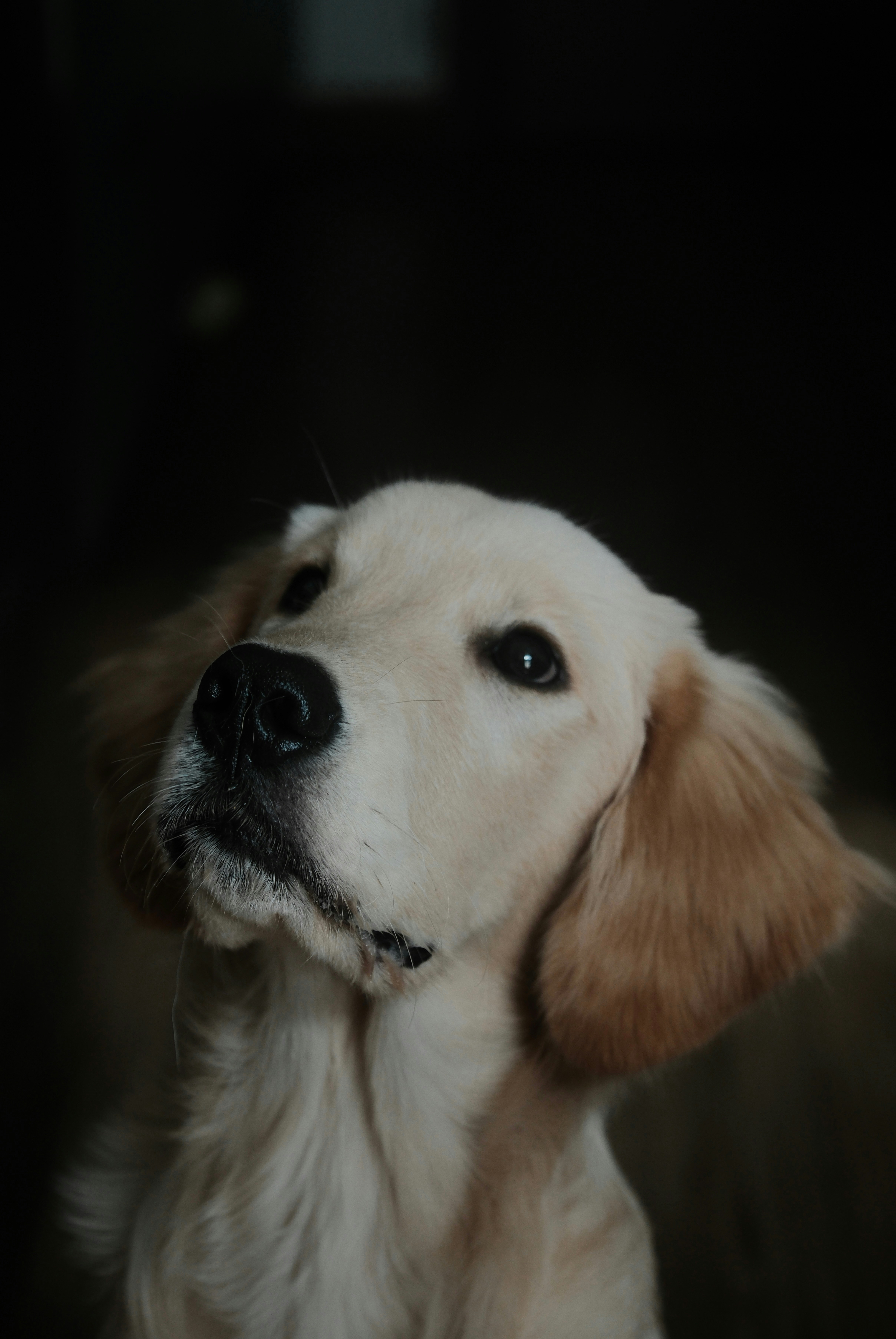 Le Rôle du Chien dans la Médiation